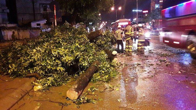 C&acirc;y x&agrave; cừ bị đổ khiến giao th&ocirc;ng qua khu vực &aacute;ch tắc nghi&ecirc;m trọng.