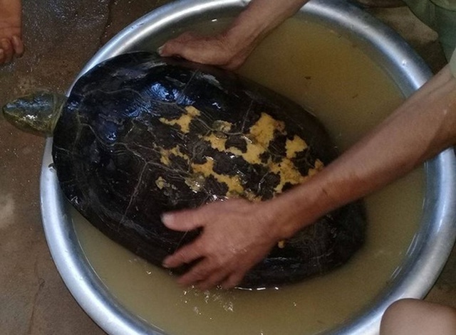 
Cụ r&ugrave;a khủng b&ograve; về l&agrave;ng
