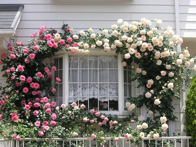 Hai khóm hồng leo, một hồng đậm, một hồng nhạt được trồng đối xứng hai bên cửa sổ vươn dài bao bọc xung quanh khung cửa sổ trắng tinh khiết khiến căn nhà như bước ra từ miền cổ tích.