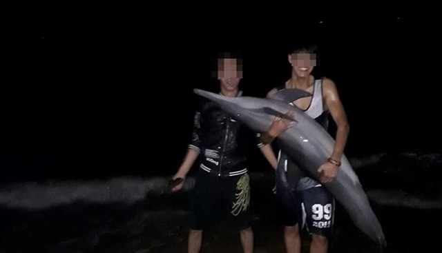 
Hình ảnh nhóm bạn trẻ bên chú cá heo bị trôi vào bãi biển Đồ Sơn. Ảnh: CTV.
