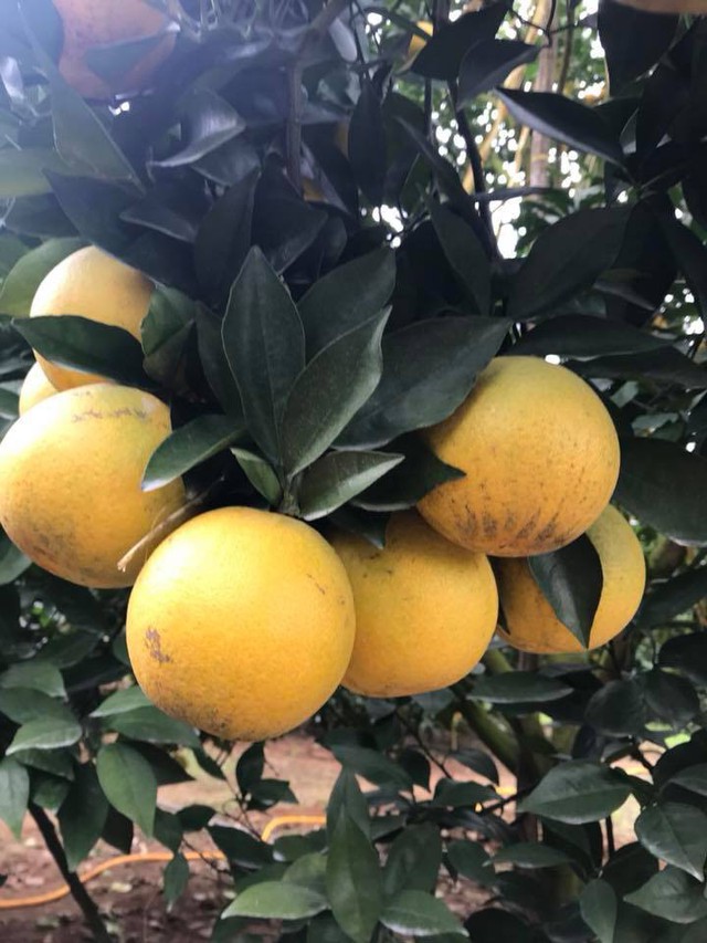 Những quả cam to mọng nước ở cây cam 1000 quả