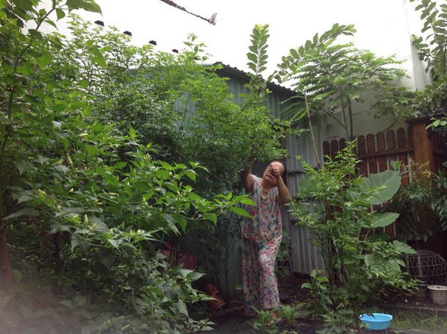 Bố mẹ Hà Tăng dành nhiều diện tích trong khu đất đang ở để trồng cây và nuôi gia cầm.