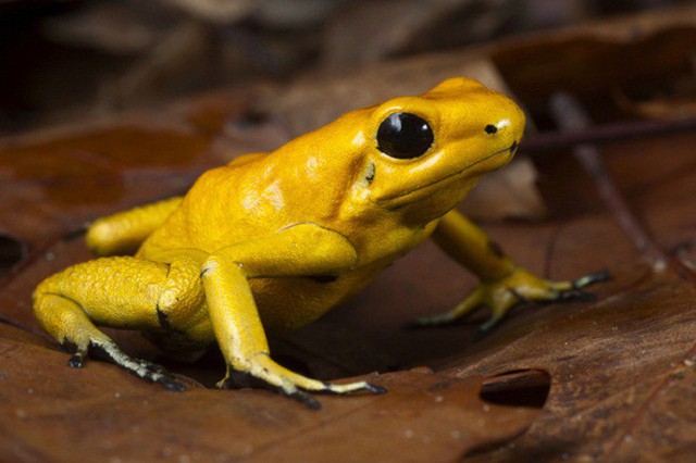 Loài ếch này có màu vàng bắt mắt và đôi mắt đen to.