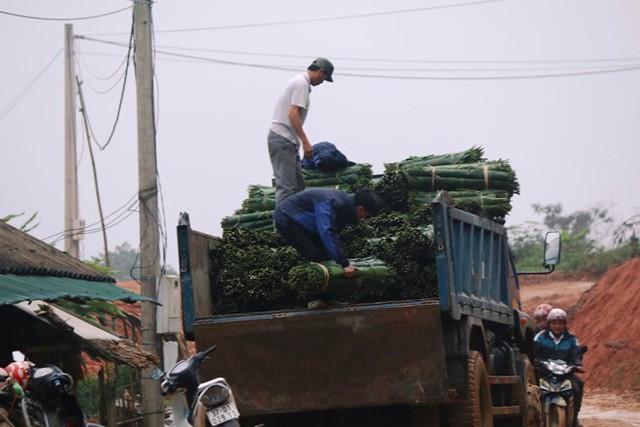 Thương l&aacute;i đ&aacute;nh xe tải v&agrave;o tận x&atilde; để mua l&aacute; dong đem về xu&ocirc;i. Ảnh: Phạm H&ograve;a. 
