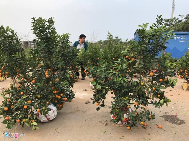 Những gốc quất “đại hạ giá” được chủ buôn giao bán đồng giá 150.000 đồng. Ảnh: PV.