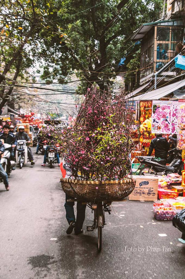 C&agrave;nh đ&agrave;o mang Tết đến. Ảnh: Phạm T&acirc;n