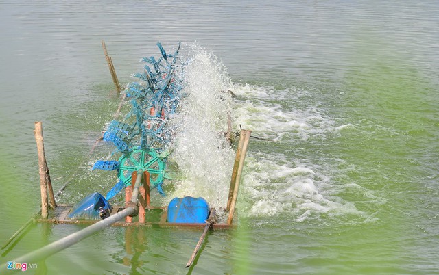 Theo cán bộ nông nghiệp xã Trà Cổ, địa phương hiện có 45 ha mặt nước nuôi tôm càng xanh, trong đó có 30 ha được cấp chứng nhận VietGAP (thực hành sản xuất nông nghiệp tốt).