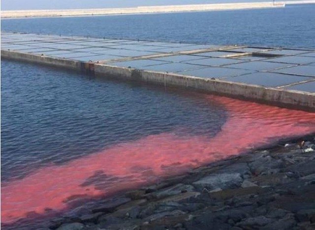 
Vệt nước đỏ xuất hiện ở biển Vũng Áng
