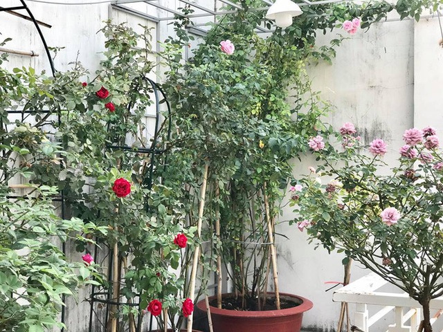 Một góc vườn hồng trên sân thượng.