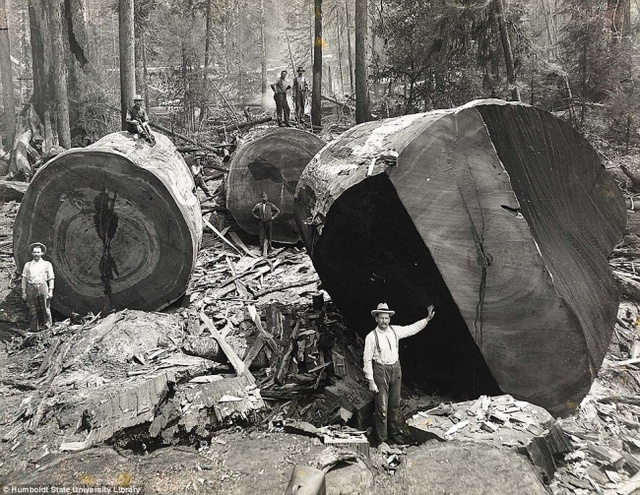 
Công nhân tại California, Mỹ chặt gốc cây khốc lồ năm 1951. Gốc cây to gấp đôi người lớn.
