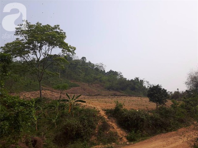 Hàng ngày chị E. thường đi chăn bò trên khu đồi này.