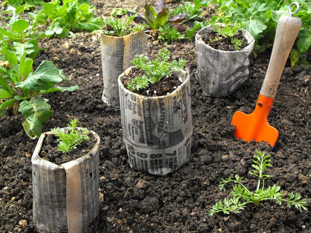 2. Kỹ thuật thông minh này sẽ là cách tốt nhất cho những người bắt đầu học làm vườn. Vì nguyên liệu có thể phân hủy được và cây có thể phát triển trực tiếp từ trong đất sau khi nảy mầm mà không cần phải di chuyển ra chậu khác.