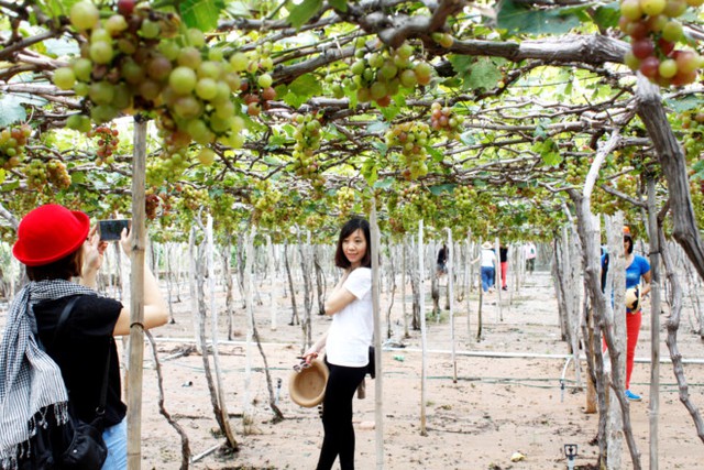 Ninh Thuận đang phát triển nông nghiệp kết hợp du lịch tham quan (du khách tham quan vườn nho Thái An). Ảnh: Huỳnh Hải.