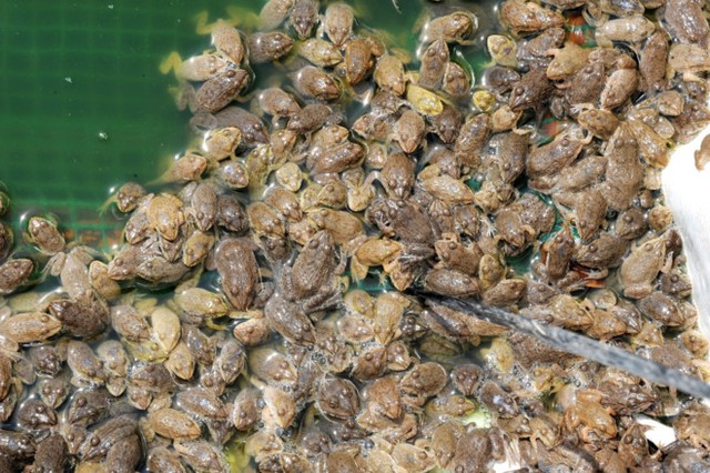 Để giải quyết đầu ra, nông dân nuôi ếch miền Tây đã năng động sản xuất ra nhiều sản phẩm sấy khô, chà bông nâng giá trị của vật nuôi này. Ảnh: Ngọc Trinh.