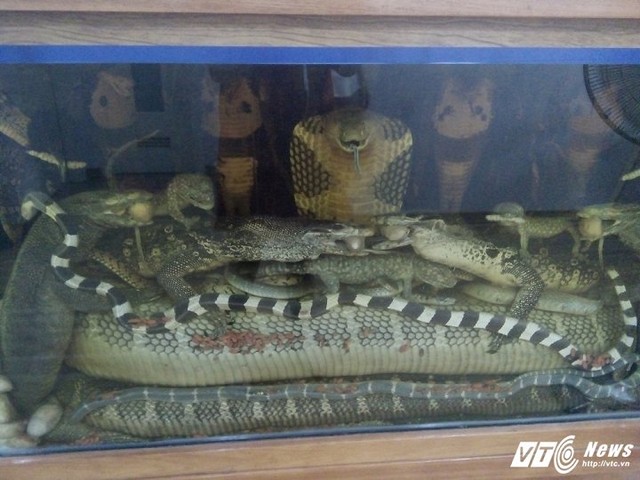 Hình ảnh con rắn hổ mang chúa 45kg trong bình rượu.