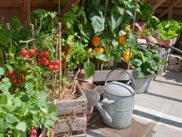 2. Trồng mỗi loại cà chua trong một thùng gỗ và đặt cạnh nhau, những hãy nhớ nguyên tắc màu sắc tương phản nhé! Đặt những cây cà chua vàng cạnh những cây cà chua đỏ để có một khu vườn đẹp lung linh khi cây ra quả.