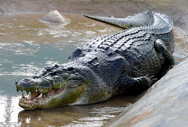 
National Geographic cho rằng cá sấu Gustave dài khoảng 6m, nặng hơn 900kg (Ảnh minh họa)
