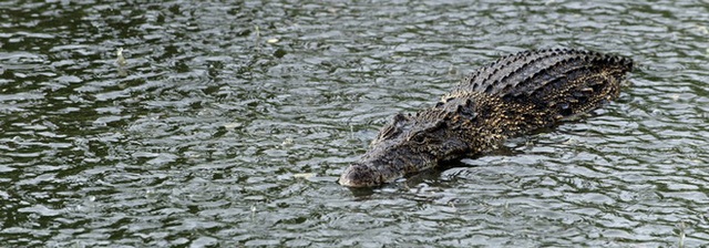 
Em không hề thấy rằng trong lúc mình bơi về giữa hồ thì một con cá sấu đang tiến về phía em. (Ảnh: Internet)
