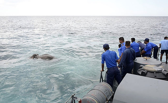 
Chú voi được buộc dây và kéo vào bờ. Ảnh Hải quân Sri Lanka.
