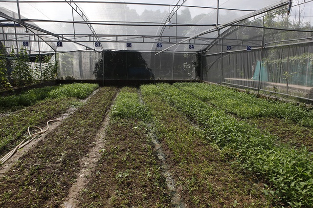 Mô hình trồng rau sạch đảm bảo vệ sinh an toàn theo tiêu chuẩn VietGap