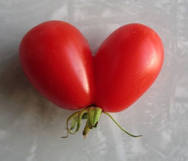 2 quả cà chua chín đỏ mọng vô tình dính vào nhau tạo thành hình trái tim. Đây mới đích thực là 2 mảnh ghép trái tim hoàn hảo.