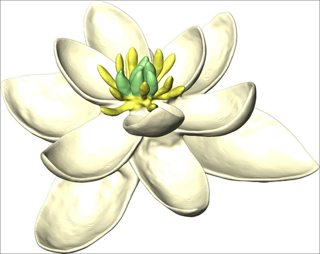 Bông hoa được coi là tổ tiên của các loài hoa này có hình dáng gần giống với một loại mộc lan hiện đại.