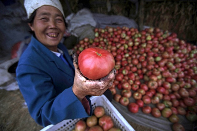 Sau Trung Quốc, Mỹ là quốc gia đứng thứ hai về sản lượng cà chua.