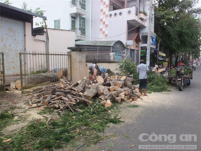 Gỗ cây phượng được phân nhỏ rồi chở đi