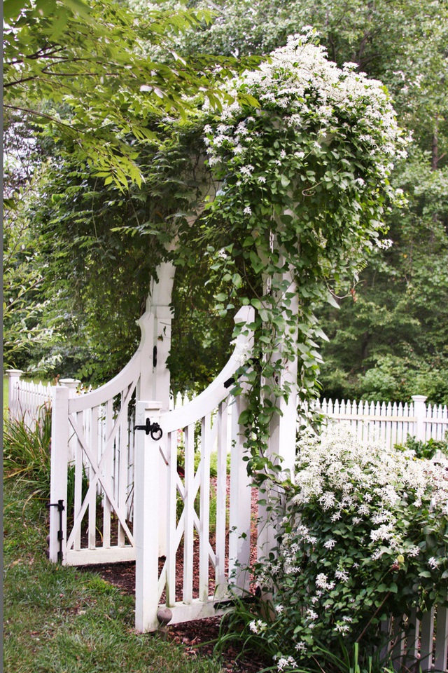 2. Trồng hoa leo trước cổng hay dọc theo hàng rào cũng là gợi ý tuyệt vời thổi hồn sức sống cho khu vườn quen thuộc.