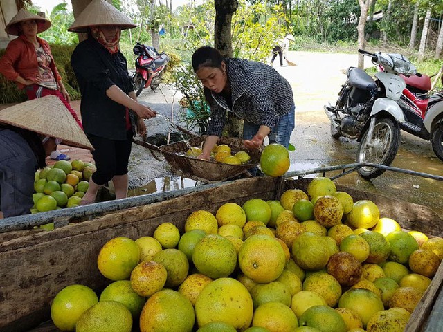 
Một hộ dân ở xã Hương Trạch đang rửa sạch bưởi rụng bán rẻ vớt vát công sức cả một mùa.

