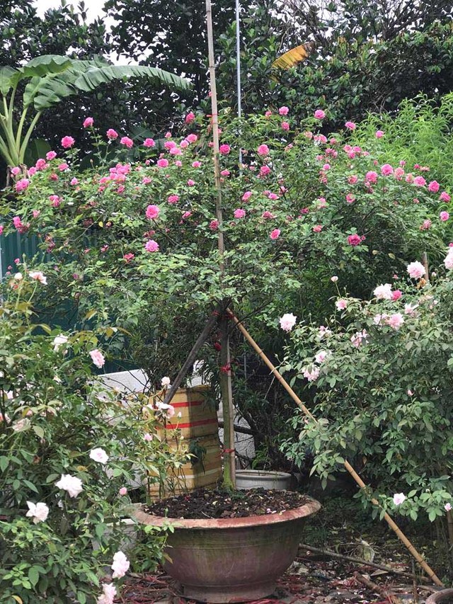 Chị Tuyết sở hữu khoảng 300 gốc tree rose, trong đó có hồng nguyên bản (tức cây tự nhiên, không ghép) và hồng nhập khẩu từ Thái Lan