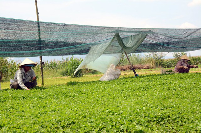 Loại rau dại này được trồng đảm bảo sạch, cho thu nhập cả tỷ đồng/năm