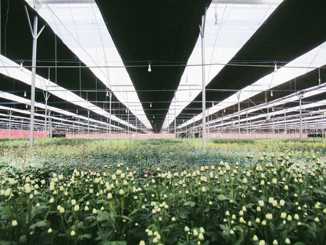 
Cánh đồng hoa cúc xuất khẩu được trồng tại Đà Lạt của PAN Saladbowl
