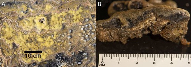 Hóa thạch Stromatolites tại Tasmania còn có kích thước dày đáng ngạc nhiên và kết cấu có một không hai trên hành tinh