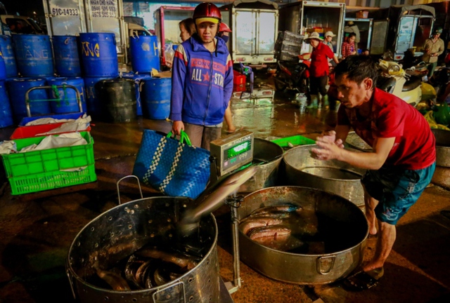 
 

Một thương lái ở quận 7 chờ nhân viên cân đủ số lượng cá lóc trước khi thanh toán và nhận hàng.

 


 

2h sáng, anh Gia lặn lội từ Long An xuống chợ đầu mối Bình Điền để mua 50 kg cá lóc với giá 31.000 đồng một kg.

 


 

Một thương lái đến từ Long An dùng tủ kính để vận chuyển cá lóc về chợ, bán lại cho khách. Tôi dùng tủ kính để con cá được bảo quản tươi ngon hơn, thương lái này chia sẻ.


