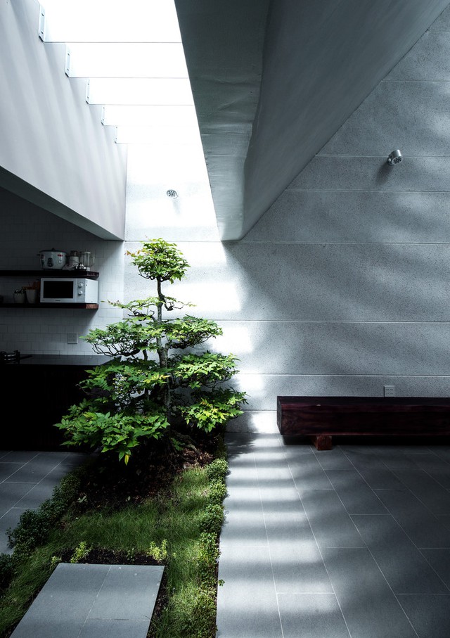 Các khoảng trống trên trần giúp cây xanh trong nhà có ánh sáng để tồn tại, phát triển.