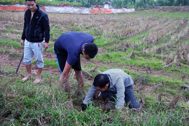 Theo kinh nghiệm của các thợ săn, bắt chuột phải trông vào thời tiết: mùa khô, lạnh thì xuống thấp chọn chỗ nào gần bờ mương có nước để bắt; còn mùa mưa nhiều nước thì lên cao chuột chạy lên cao nhiều.