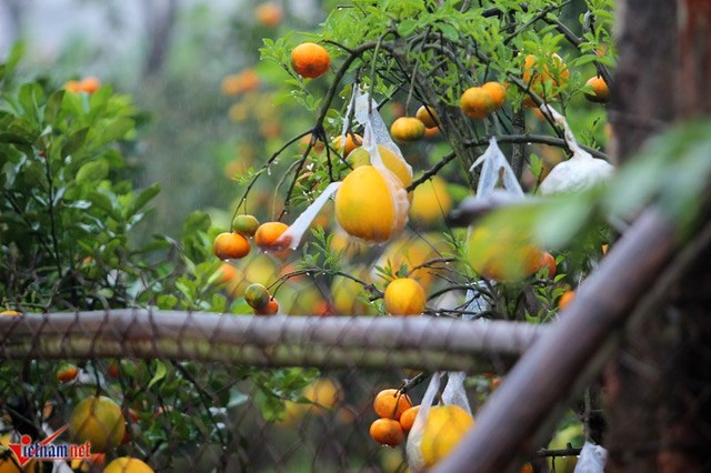 Đa dạng c&aacute;c loại quả tr&ecirc;n một th&acirc;n c&acirc;y