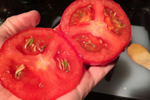 Lại là những hạt cà chua kỳ diệu.