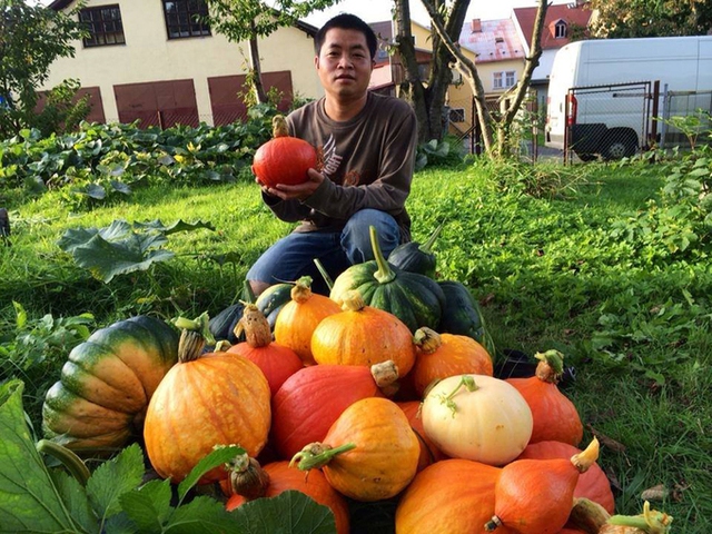 Ngo&agrave;i b&iacute; đao, anh Hải cũng th&iacute;ch trồng b&iacute; ng&ocirc; v&igrave; những loại n&agrave;y c&oacute; thể để d&agrave;nh ăn trong m&ugrave;a đ&ocirc;ng. Anh thường trộn ph&acirc;n g&agrave;, ph&acirc;n chim để đất được m&agrave;u mỡ hơn, gi&uacute;p cho c&acirc;y ra nhiều tr&aacute;i to.