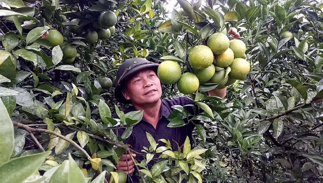 Năm 2016, từ trồng 1 ha cam đường và cam Vinh, ông Nguyễn Văn Ngân thu gần 30 tấn cam, bán cho thương lái với giá bình quân 30.000 đồng/kg, ông thu gần 1 tỷ đồng.