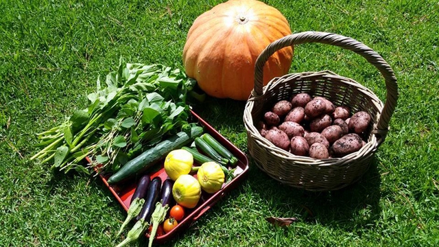 Rau, củ, quả trong vườn nh&agrave; chị Ng&acirc;n c&oacute; m&agrave;u sắc đẹp mắt. Lượng n&ocirc;ng phẩm thu được từ khu vườn bậc thang kh&aacute; nhiều, vợ chồng chị Ng&acirc;n ăn kh&ocirc;ng hết n&ecirc;n thường mang biếu bạn b&egrave;, người th&acirc;n hoặc bảo quản trong tủ lạnh để d&ugrave;ng dần.