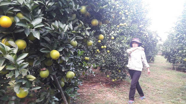 Đây là năm thứ 4, vườn cam của bà Na cho thu hoạch. Năm ngoái vườn cam của gia đình bà cho thu hơn 40 tấn quả. Dự kiến vụ thu hoạch năm nay bà Na thu được khoảng 60 tấn cam lòng vàng.
