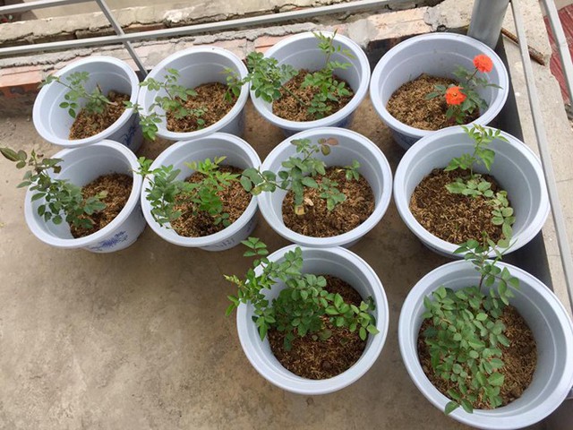 Ngo&agrave;i trồng rau, L&acirc;n c&ograve;n d&agrave;nh một g&oacute;c trong vườn để ươm c&aacute;c loại hoa. Sắp tới, L&acirc;n đang muốn trồng th&ecirc;m dưa chuột, bầu, chanh, tỏi, ớt v&agrave; c&agrave; chua cho vườn th&ecirc;m sinh động.