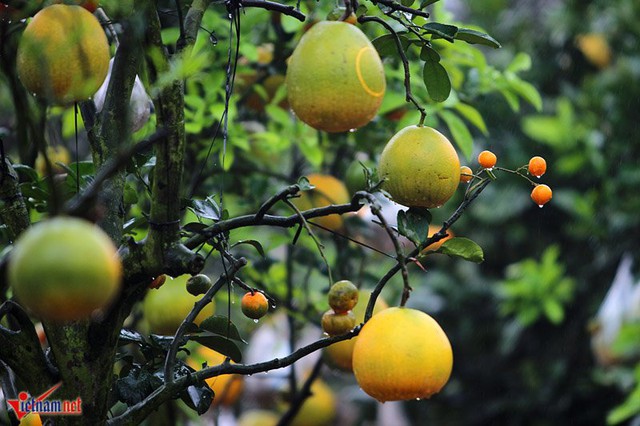 C&oacute; nhiều m&agrave;u sắc tr&ecirc;n một th&acirc;n c&acirc;y