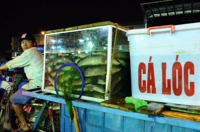 
 

Một thương lái đến từ Long An dùng tủ kính để vận chuyển cá lóc về chợ, bán lại cho khách. Tôi dùng tủ kính để con cá được bảo quản tươi ngon hơn, thương lái này chia sẻ.
