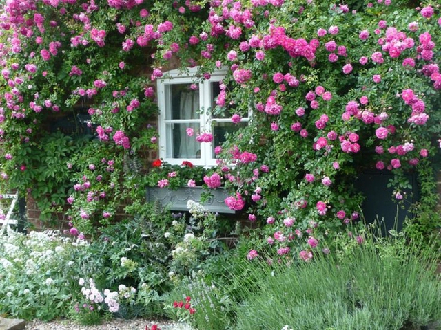 Điều duy nhất giúp chúng ta nhận ra đây là một căn nhà nhỏ xinh là chiếc cửa sổ xinh xắn màu trắng bởi toàn bộ bức tường bên ngoài đã trở thành bức tường hoa hồng cực sai hoa.