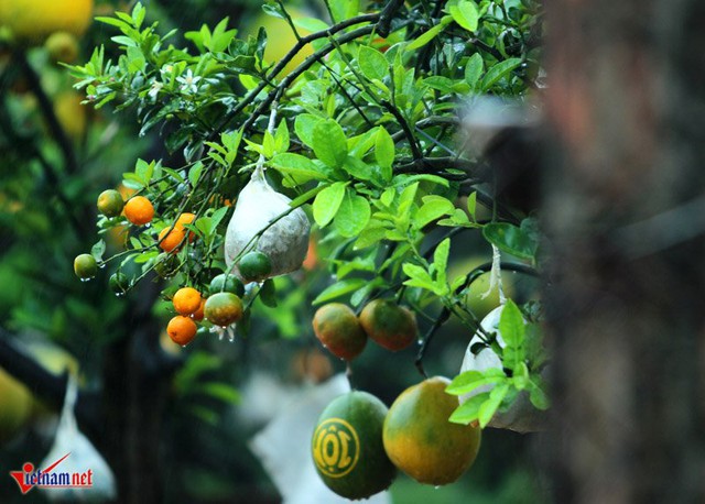 Một số quả như phật thủ được bọc k&iacute;n chờ Tết đến, ngo&agrave;i ra những d&ograve;ng chữ t&agrave;i, lộc cũng được in l&ecirc;n một số quả để cầu mong năm mới nhiều may mắn