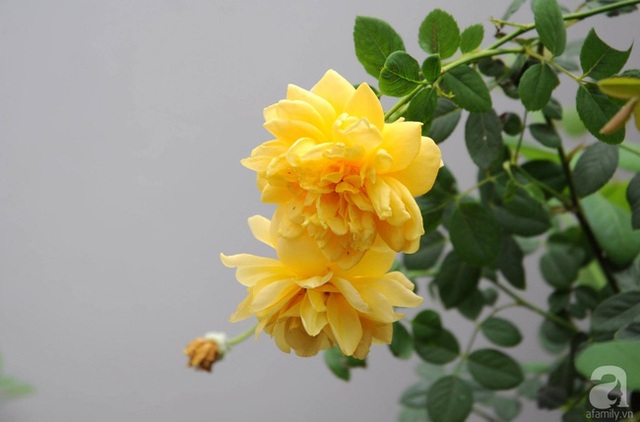 Golden Cilebratine Rose.