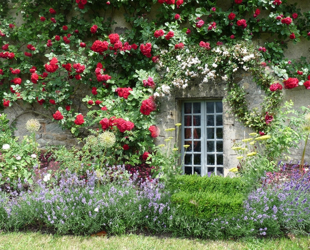 Ngôi nhà này được bao phủ bằng rất nhiều loại hoa, trong đó nổi bật nhất phải kể đến red eden rose - một trong những giống hồng siêu leo. Cây có thể leo được 10 mét, thậm chí hơn nếu được trồng đất và chăm sóc tốt. Số lượng bông hoa tới vài chục bông trên 1 cành, hương hoa rất ngọt ngào.